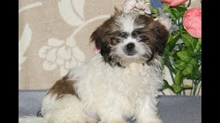 Video preview image #1 Shih Tzu Puppy For Sale in RISING SUN, MD, USA