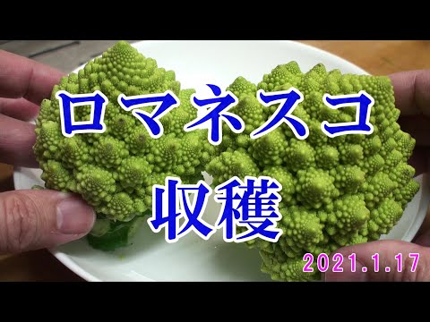 ロマネスコ 植物