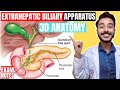 extrahepatic biliary apparatus anatomy 3d | anatomy of extra hepatic biliary apparatus anatomy