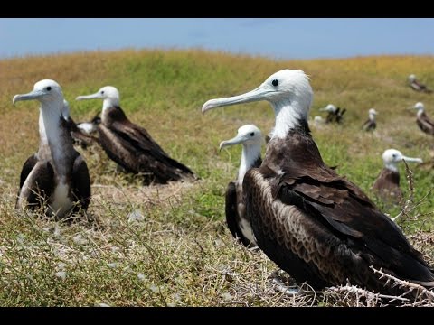 Anguilla - wildlife and heritage Video