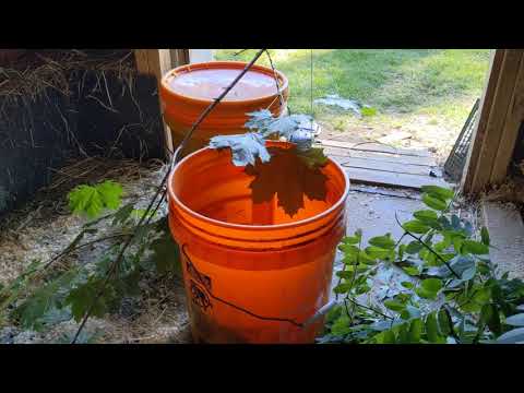 YouTube video about: Can rabbits eat oak leaves?
