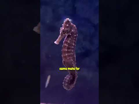 Seahorse amazing reproduction #seahorses #reproduction #shorts #youtube #facts #science #shortsvideo