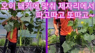 오이 키를 낮춰 제자리에서 따고따고 또따고~~귀농귀촌 전원일기 주말농장텃밭~