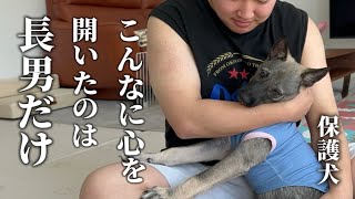 【保護犬】家族以外で初めて心を許したのは、長男でした