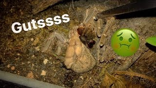 My TARANTULA&#39;s GUTS EXPLODED like MILKSHAKE !!! ~ Eeewwwww