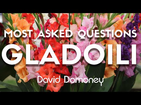 The Ultimate Guide to Growing Gladioli Successfully