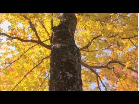 Aurelian Andreescu - Copacul