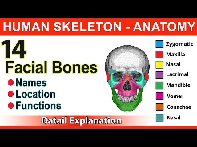 Understanding the 14 Facial Bones of the Human Skull | Magica