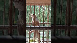 Download lagu ciblek tebu gacor ngotot mp3 Download lagu ciblek tebu gacor ngotot mp3