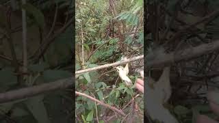 Download lagu Gagal Dapat Burung Kerak Basi Alis Hitam mp3