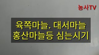 마늘재배-마늘 품종별 심는 시기 [농사TV]