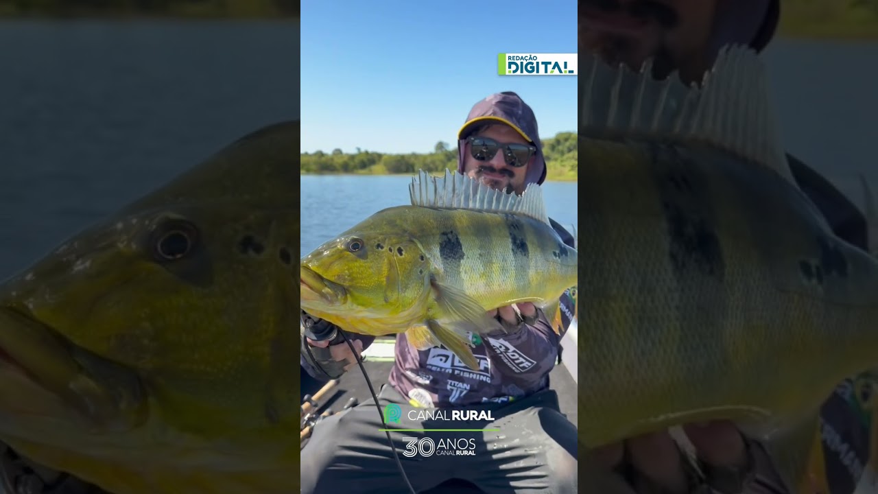 Peixe raro com cores impressionantes chama atenção em lago de MT