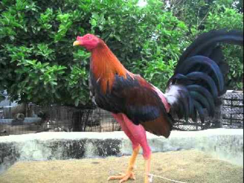 ARMANDO GONZALEZ -pa los galleros del guarico .WMV