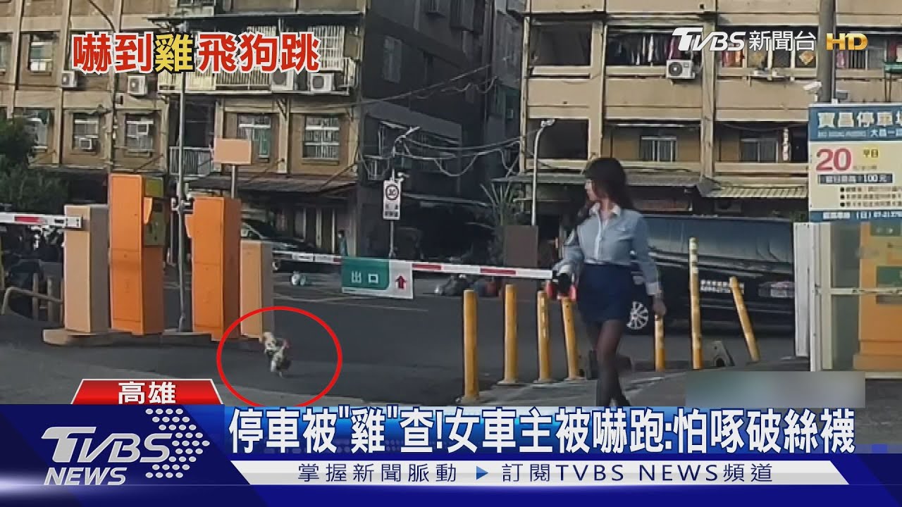 太雞Shock! 停車繳費被「雞」查 女車主笑:地雞主嗎?