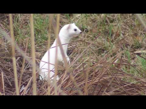 Hermelin, Tarnkünstler wenn das Klima mitspielt - Ermine, master of camouflage if climate cooperates