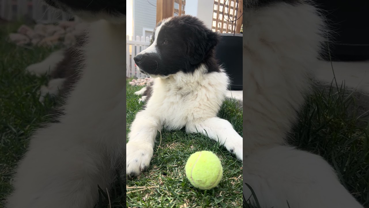 Enlarge Luca, a ADOPTABLE mixed breed in Fort Collins, CO video 5/6