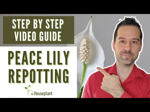 , title : 'Peace Lily Repotting (Step-By-Step Video Guide)'