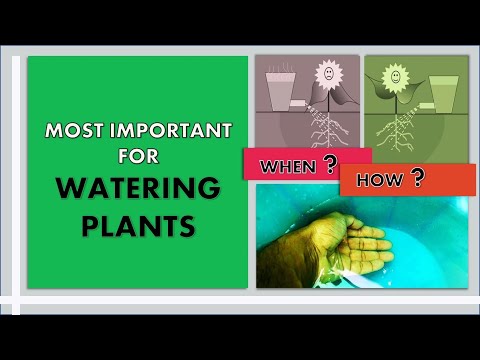 Watering Plants | most important things of watering plants