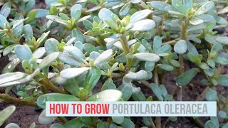 Portulaca oleracea Growing Guide (Common Purslane) by GardenersHQ