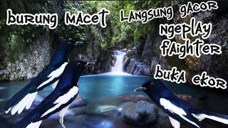 Download lagu kicau burung Kacer pancingan burung macet auto gacor dor#kicaumaster#kacergacor#suarapancingan#bird mp3
