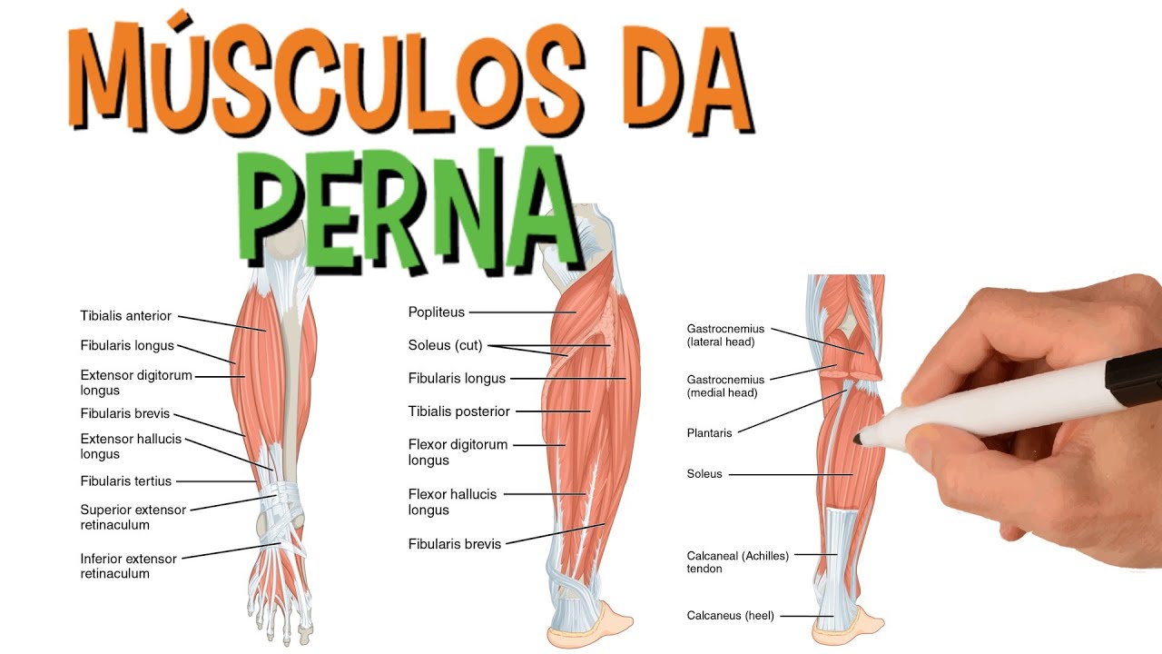 Músculos da perna - Sistema muscular | Anatomia