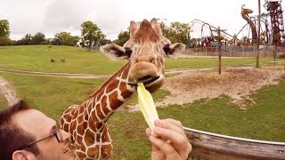 Feeding Giraffes in 360° at Busch Gardens' Serengeti Safari