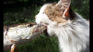 Как щука напала на утку