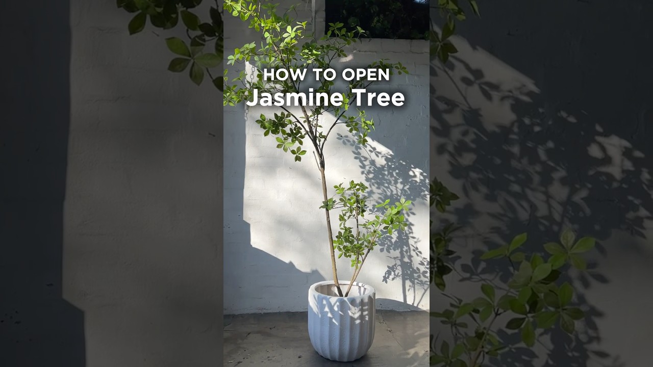 How To Open Our Jasmine Tree