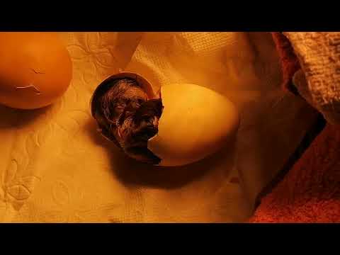 Küken schlüpft, Vom Ei zum Küken, Hühneraufzucht, Küken schlüpft unter Wärmelampe,
