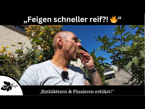 How to ripen your figs faster! Leaf removal and pinching explained