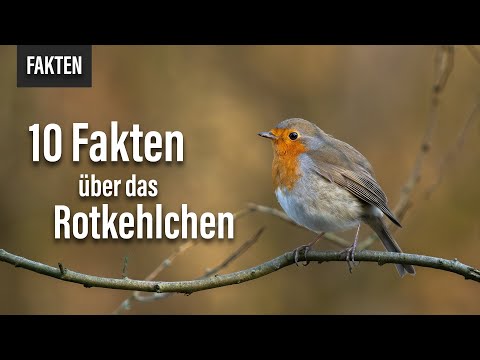 10 Fakten über das Rotkehlchen in unter einer Minute