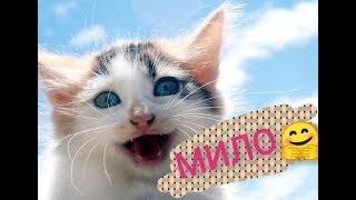 Самые милые котики)) Получи свою дозу радости!