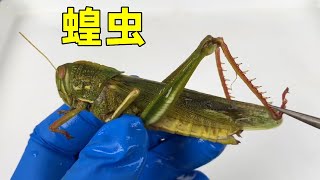 [問卦] 為什麼中國那麼愛做科普視頻