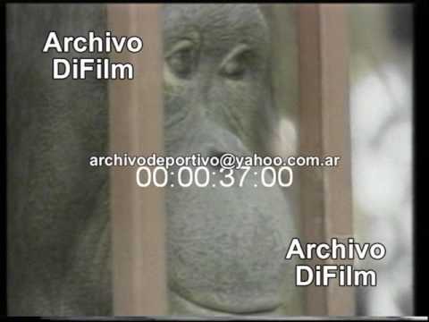 Boda de Dos Orangutanes en un Zoológico de Tailandia - DiFilm (1996)