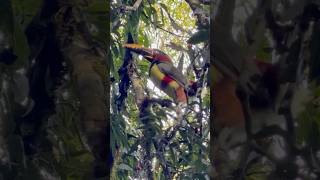 Lindo Pássaro Colorido! Show de cores do Araçari Castanho! #aves #pássaros