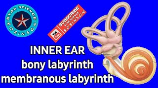 #INNER EAR BONY LABYRINTH MEMBRANOUS LABYRINTH #IN STAR SCIENCE ROBINSON