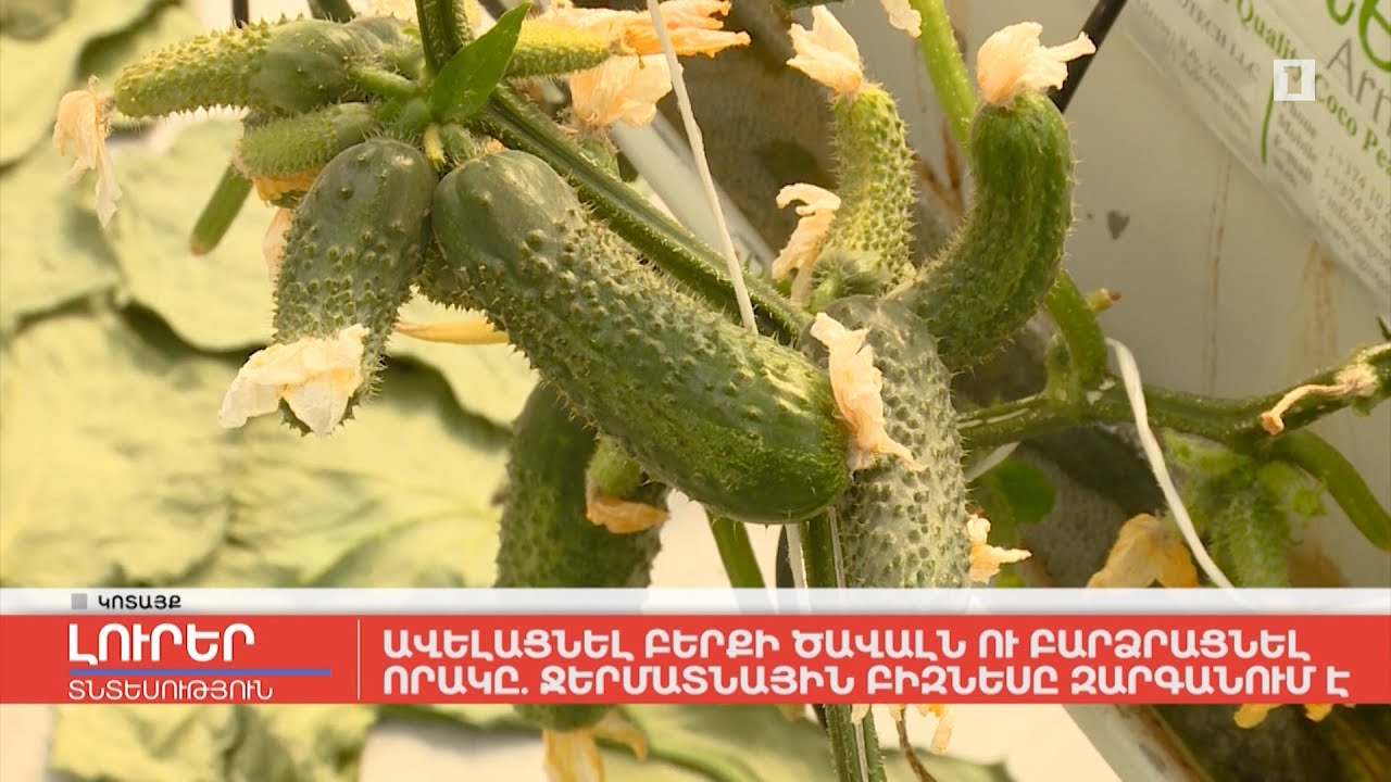 Ավելացնել բերքի ծավալն ու բարձրացնել որակը. ջերմատնային բիզնեսը զարգանում է