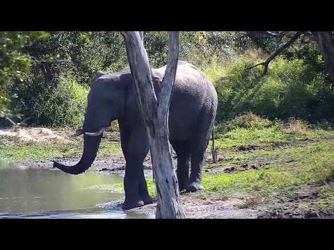 Djuma: Lone Elephant bull - 09:58 - 05/13/20