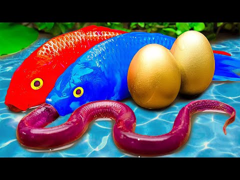 Mud Survival Battle - Koi Fish And Rock Crabs Chasing - Stop Motion Fish In Mud,funny giant koi fish