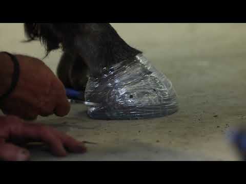 EasyShoe One Glue Applied with HoofLox Acrylic: Plastic Wrap Method Part 1
