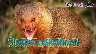 Download lagu SUARA GARANGAN KERAH PIKAT MEMANGGIL TEMANNYA 100 % asli mp3