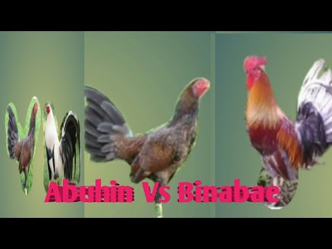 Abuhin Vs Binabae kulay Kontra pilo part 2 Panoorin #JohmTV
