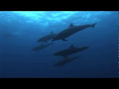 Malpelo und Coiba Highlights