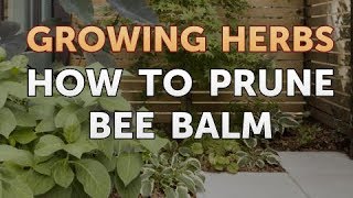 How to Prune Bee Balm