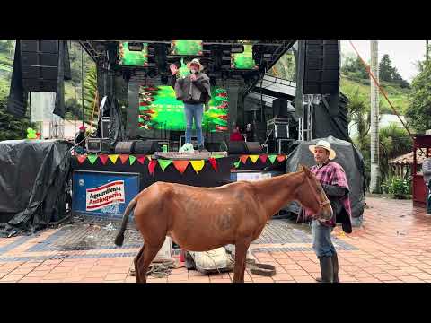 El mejor arriero en Mutiscua Norte De Santander es una muestra de tradiciones campesinas #caballos 