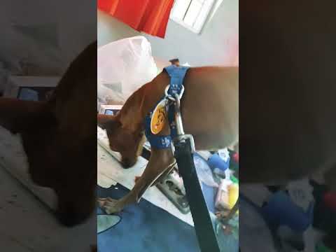 Puki Atrevido!! #casagrande#perro #miradacanina #cordoba