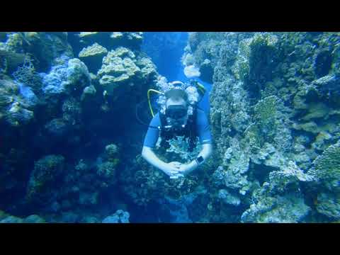 Wadi Lahami - Dive