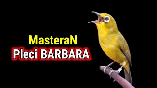 Download lagu BARBARA Long-Shooting Pleci Master mp3 Download lagu BARBARA Long-Shooting Pleci Master mp3