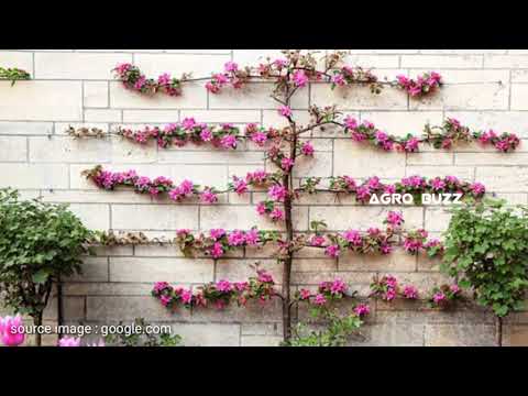 Amazing Technique to Shaping Plant in Your Garden - Espalier System Tree - Agro Buzz