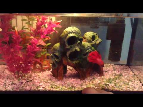 Betta Fish, Neon Tetras & Frogs! | Temporary Fish Tank